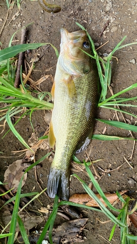 ラージマウスバスの釣果