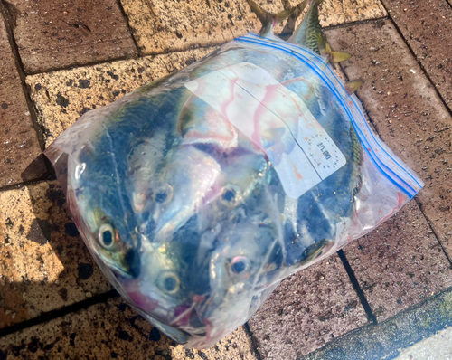 サバの釣果