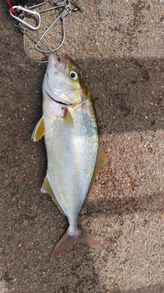 ショゴの釣果