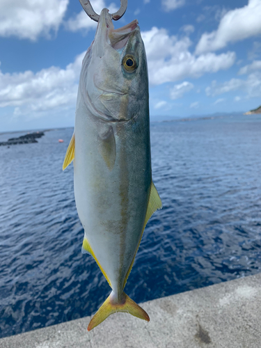 ワカシの釣果