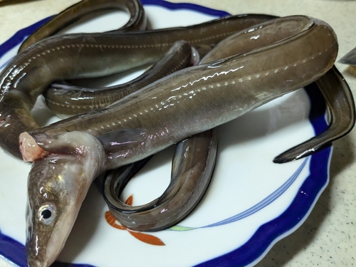 アナゴの釣果