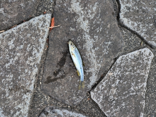 カワムツの釣果