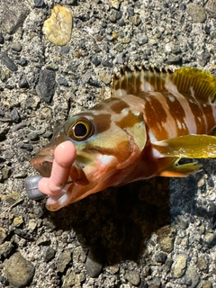 アカハタの釣果