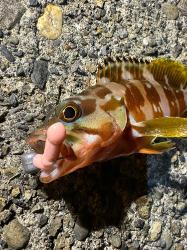 アカハタの釣果