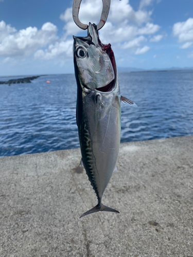 メジカの釣果