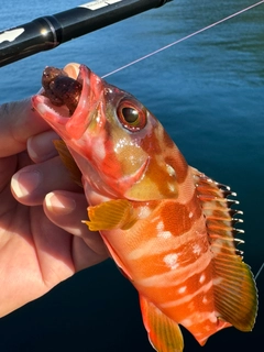 アカハタの釣果