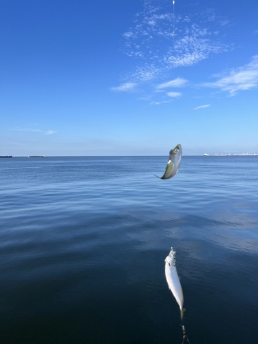 サバの釣果