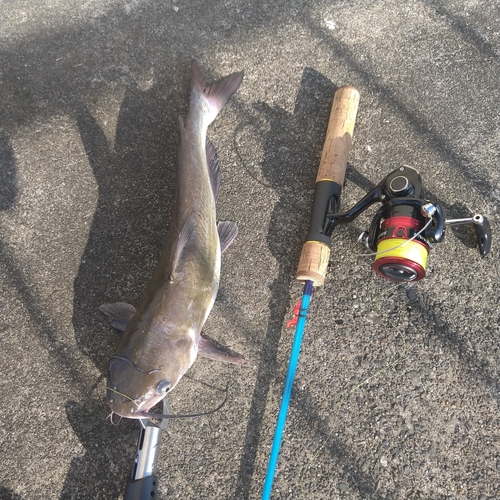 アメリカナマズの釣果