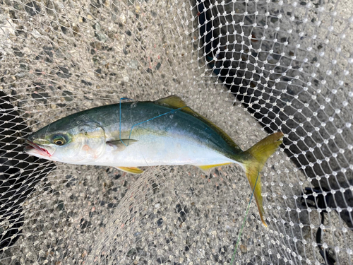 ツバスの釣果