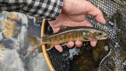 ヤマトイワナの釣果