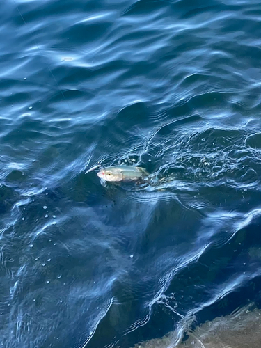 ツバスの釣果