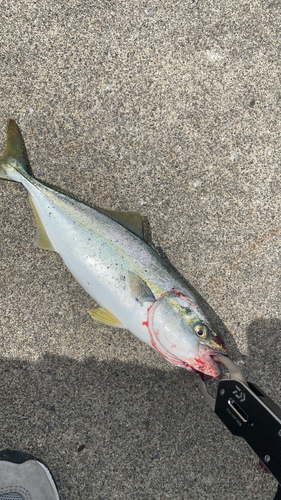 ワカシの釣果