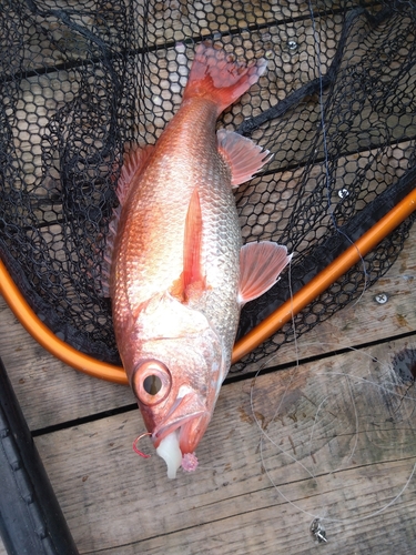 アカムツの釣果