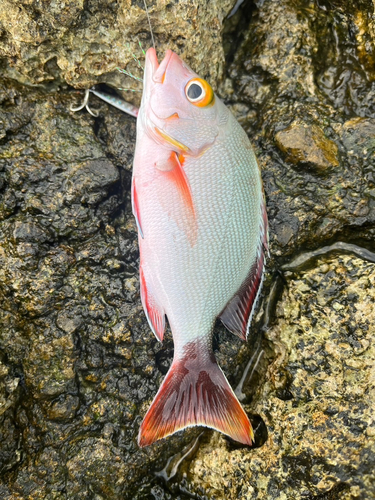 ヒメフエダイの釣果