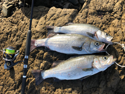 ヒラスズキの釣果