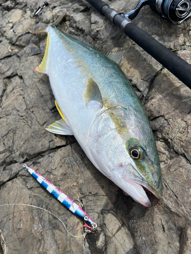 ヒラマサの釣果