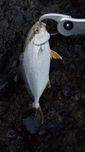 ショゴの釣果