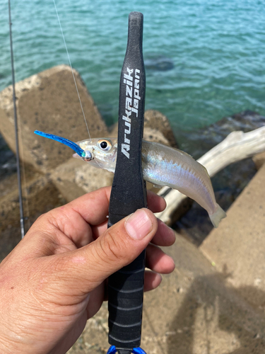 キスの釣果