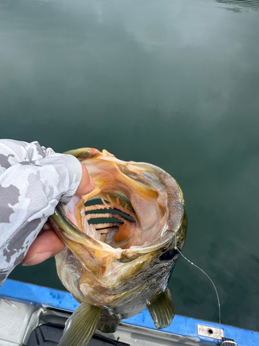 ラージマウスバスの釣果