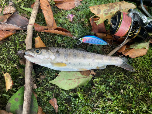 ヤマメの釣果