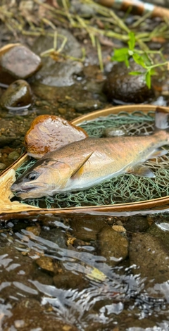 ヤマメの釣果