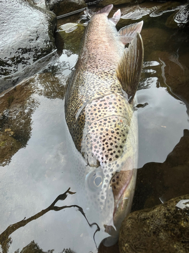 イトウの釣果