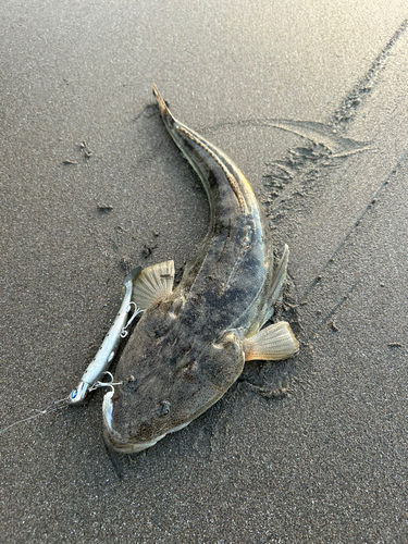 マゴチの釣果