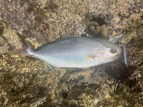 ショゴの釣果