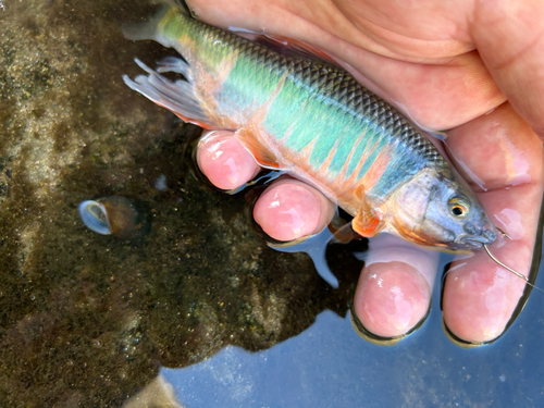 オイカワの釣果