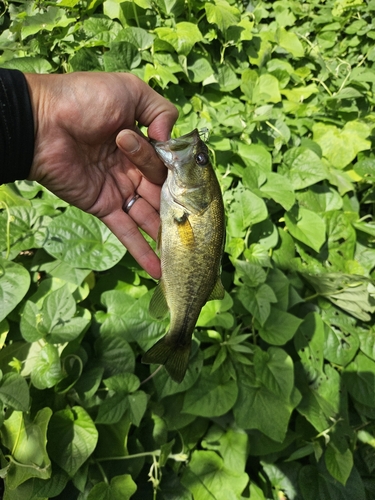 ブラックバスの釣果