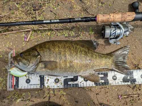 スモールマウスバスの釣果