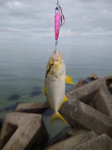 ショゴの釣果