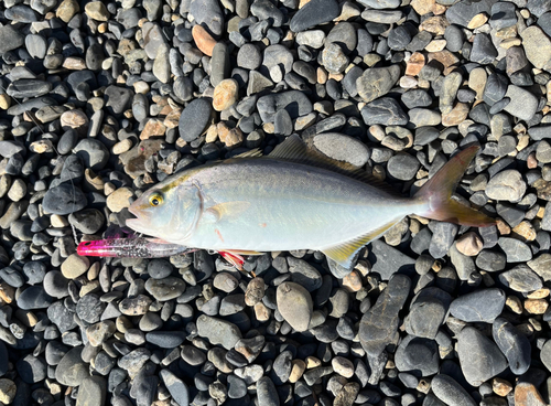 ショゴの釣果