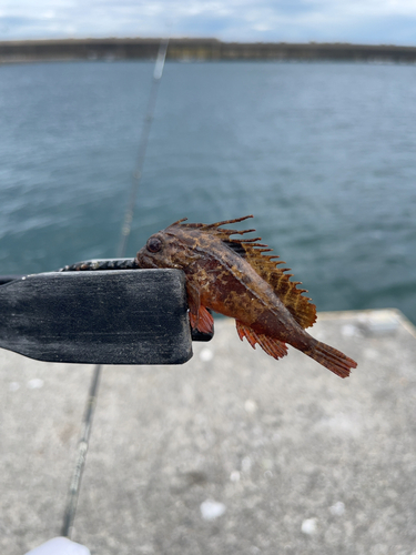 ハオコゼの釣果