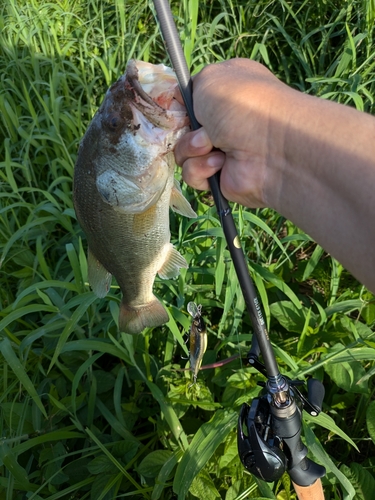 ブラックバスの釣果