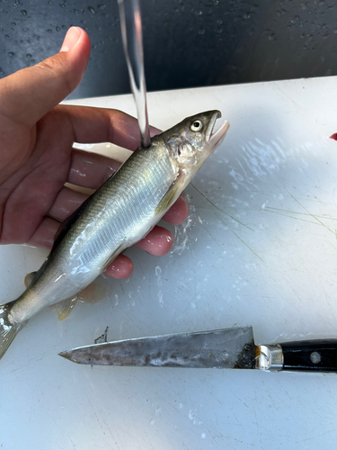 アユの釣果