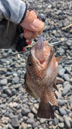 オオモンハタの釣果