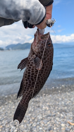 オオモンハタの釣果