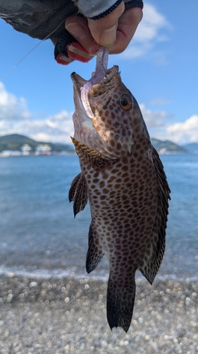 オオモンハタの釣果