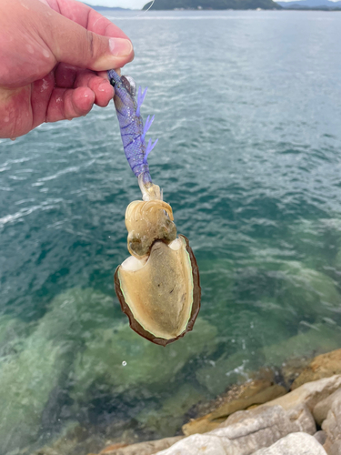 モンゴウイカの釣果