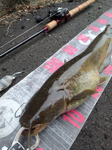 ナマズの釣果