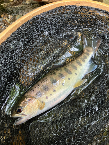 ヤマメの釣果