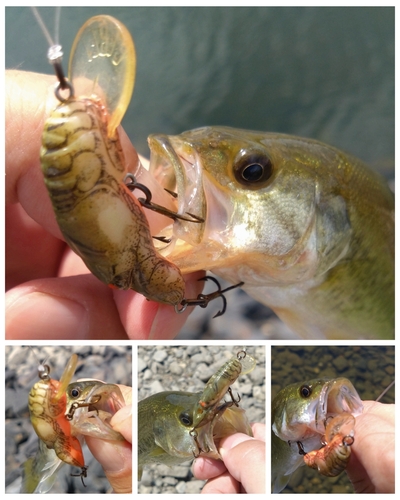 ブラックバスの釣果