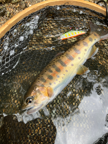 ヤマメの釣果