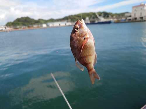 タイの釣果