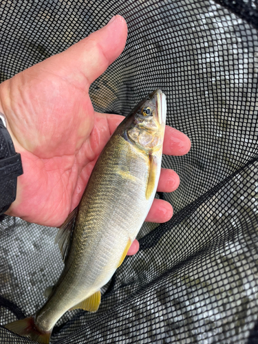 アユの釣果