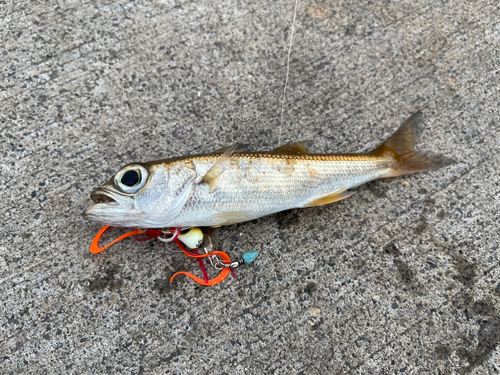 アカムツの釣果