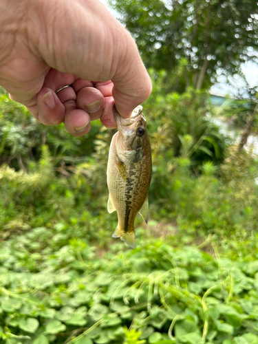 ラージマウスバスの釣果