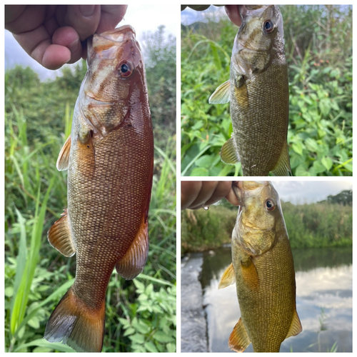 スモールマウスバスの釣果