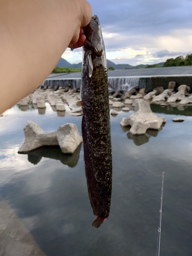 ナマズの釣果